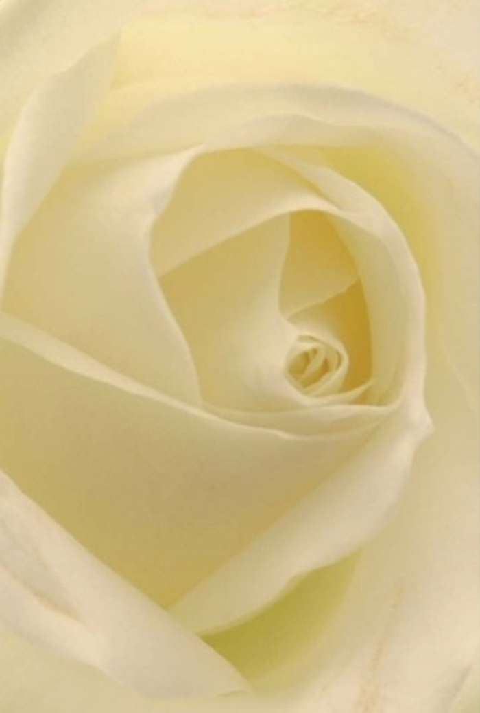 Gazing closely at this exquisitely arranged white rose, you become immersed in soft layers of cream and ivory, each petal overlapping with serene delicacy reminiscent of ripples on the tranquil Thames. Light flows through the translucent petals, creating an effect as if the bloom holds its own gentle radiance-much like the soft glow that settles over Richmond Bridge at dusk. Evoking sophistication and tranquility, the rose serves as an ideal choice for important occasions: an elegant wedding centrepiece, a profound gesture of sympathy, or an emblem of pure affection shared in a Ham Parade home. The spiral core, almost mathematically precise, suggests both purity and quiet resilience, while subtle gradations in shadow bring forward the innate beauty only nature-and a skilled Richmond florist-can deliver. You can almost breathe in the clean, soothing fragrance, a note of serenity woven seamlessly into the visual experience. Each aspect of the bloom reflects local expertise, perfect for those seeking meaningful, beautiful expressions delivered with care across Richmond.